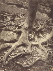 Boomwortels, Saint-Cloud